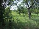 Garten, 767 m2, Hodonín, Bzenec