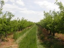 Garden, 4004 m2, Kolín, Červené Pečky