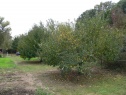 Garden, 467 m2, Hodonín, Veselí nad Moravou