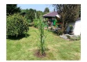 Garden, 400 m2, Karviná
