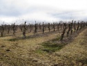 Orchard, 3757 m2, Litoměřice, Dlažkovice