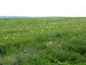 Луг, 3043 м2, Havlíčkův Brod, Habry