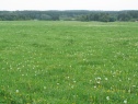 Луг, 3385 м2, Havlíčkův Brod, Habry