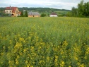 Building lot, 7896 m2, Jičín, Libáň