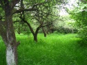 Orchard, 80986 m2, Karviná, Dolní Lutyně
