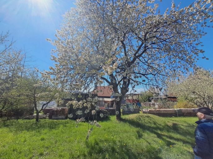 Pronájem, Zahrada, Přeštice