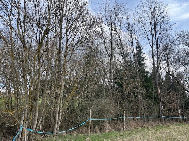 Prodej, Les, Košťálov