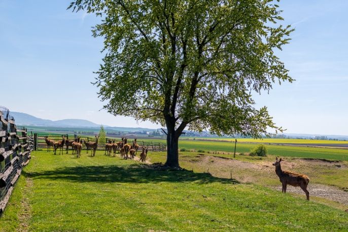 Prodej, Restaurace, stravování, Horka I