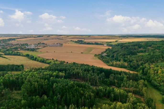 Prodej, Les, Břežany