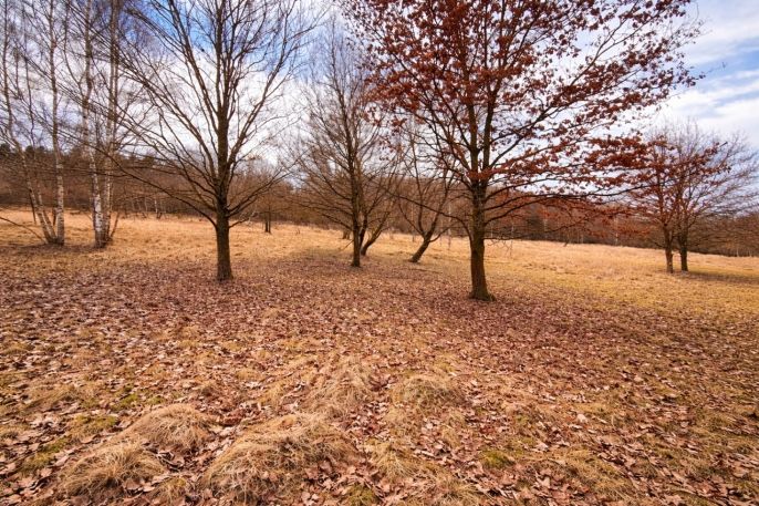 Prodej, Pastvina, Křečovice