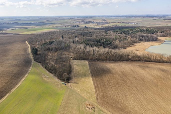 Prodej, Les, Bohuslavice