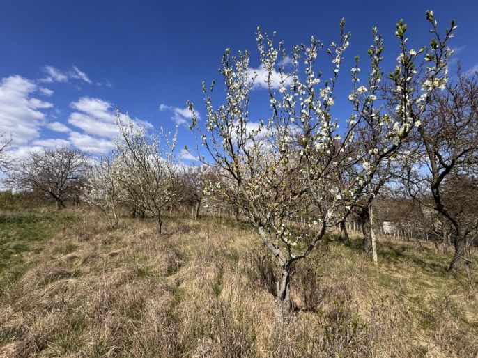 Prodej, Chata, Hrušovany u Brna