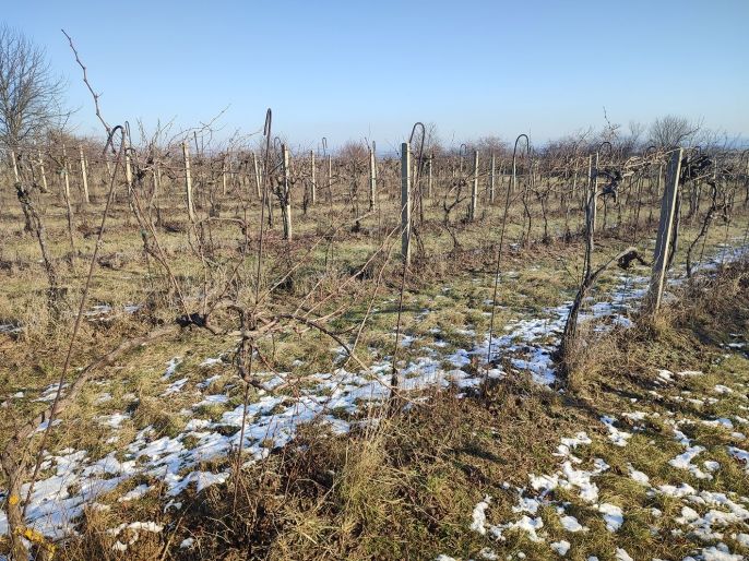 Prodej, Vinice, Morkůvky