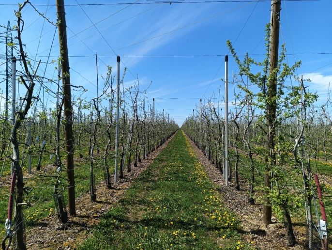 Prodej, Ovocný sad, Synkov-Slemeno