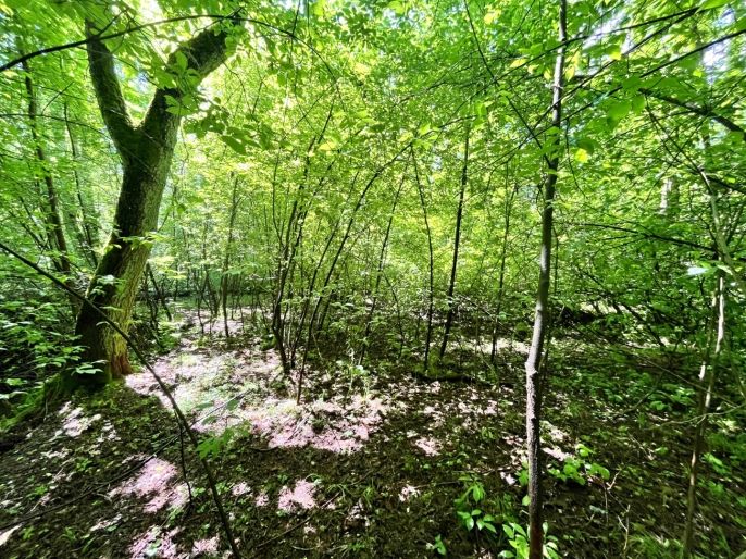 Prodej, Vodní plocha, Skalice u České Lípy