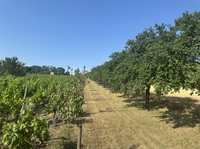 Prodej, Ovocný sad, Svatobořice-Mistřín