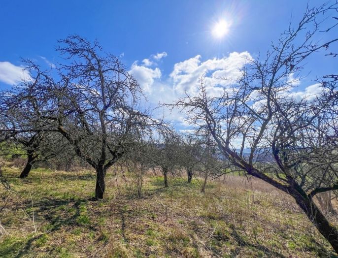 Prodej, Ovocný sad, Sušice