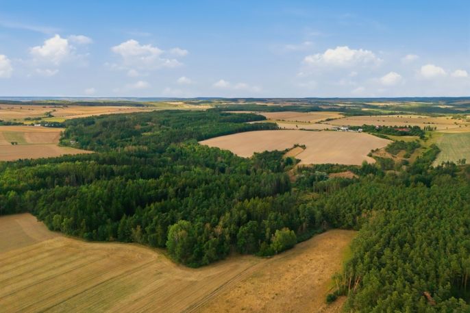 Prodej, Les, Břežany
