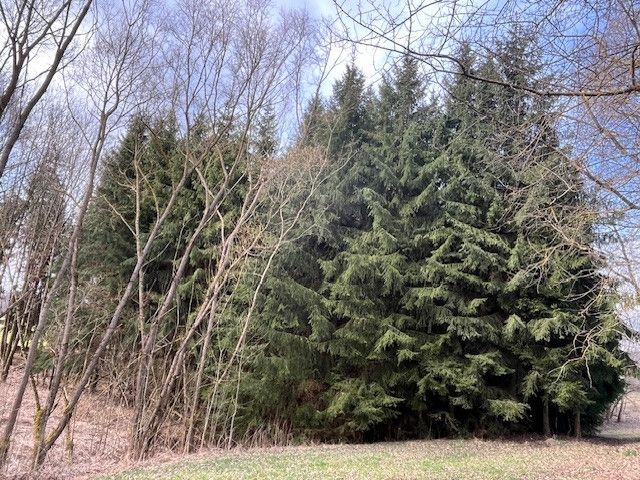 Prodej, Les, Košťálov