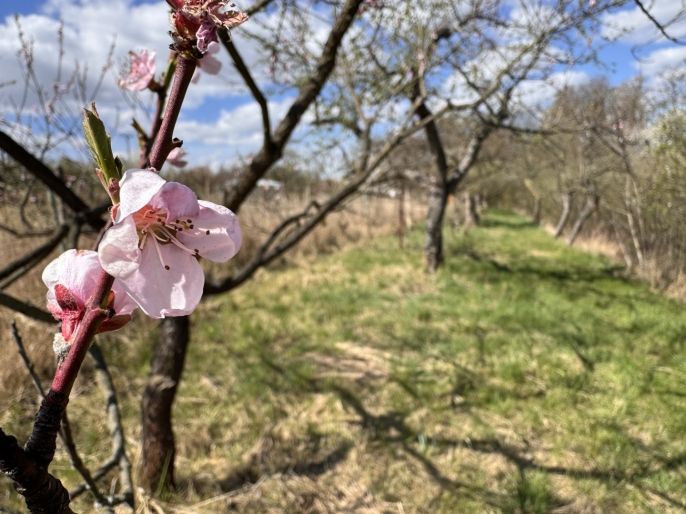 Prodej, Chata, Hrušovany u Brna