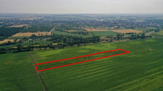 Prodej, Pole, Podivín