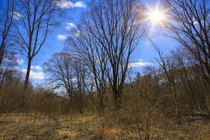 Prodej, Les, Snědovice