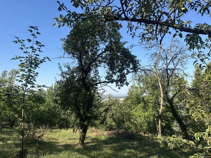 Prodej, Pozemek k bydlení, Dolany
