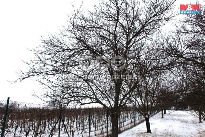 Prodej, Ovocný sad, Starý Poddvorov