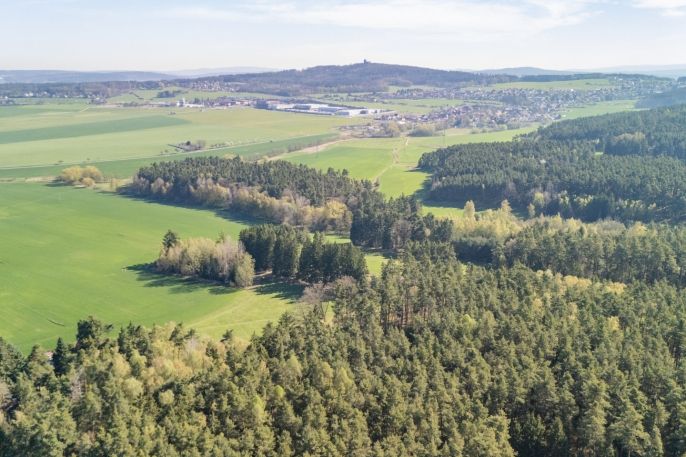 Prodej, Les, Losiná