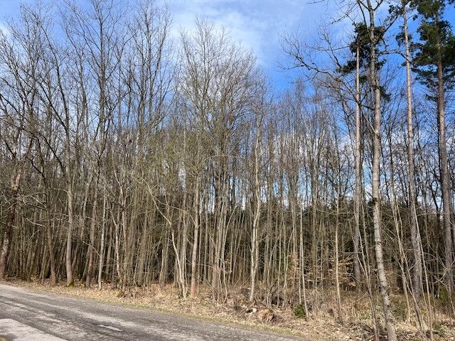 Prodej, Les, Košťálov