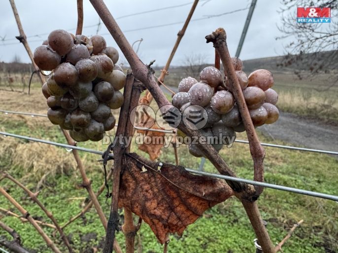 Prodej, Vinice, Dolní Dunajovice
