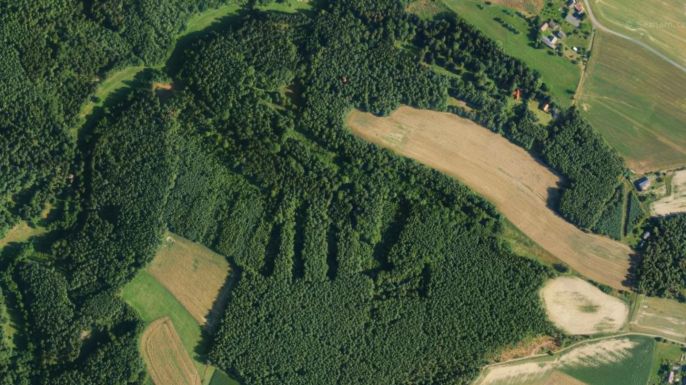 Prodej, Les, Všelibice