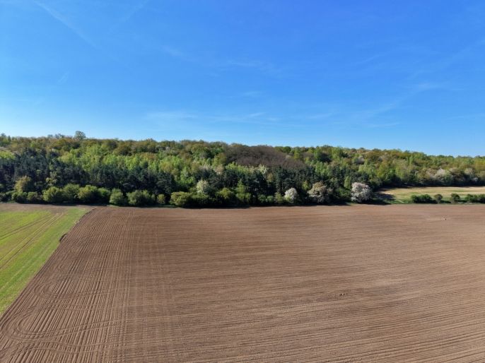 Prodej, Les, Kounice
