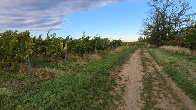 Prodej, Vinice, Bzenec