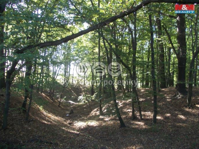 Prodej, Les, Ostrava