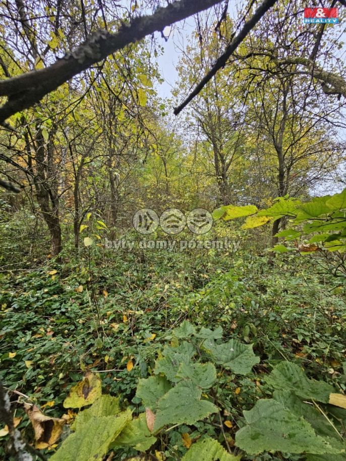 Prodej, Louka, Hynčina