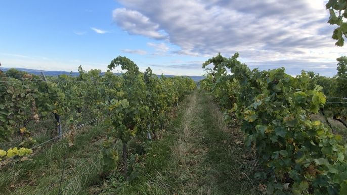 Prodej, Vinice, Bzenec