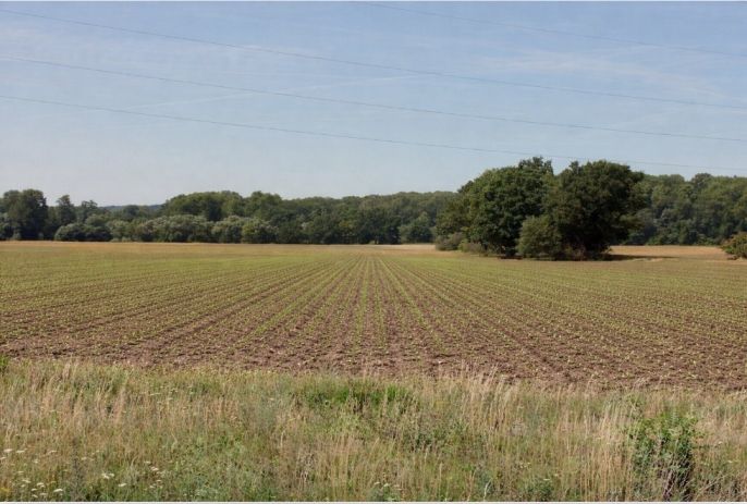 Prodej, Pole, Všestudy