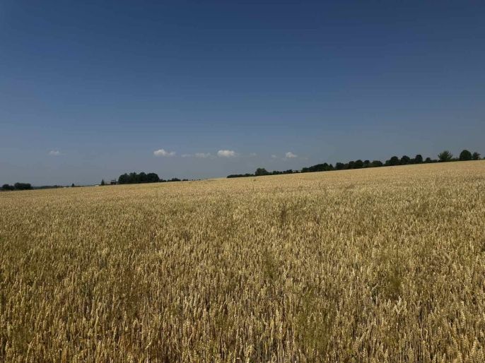 Prodej, Pole, Město Albrechtice