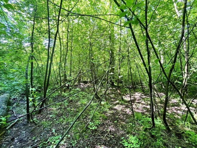 Prodej, Vodní plocha, Skalice u České Lípy