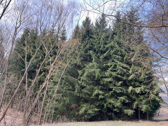 Prodej, Les, Košťálov