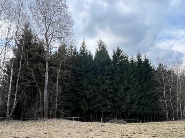 Prodej, Les, Košťálov