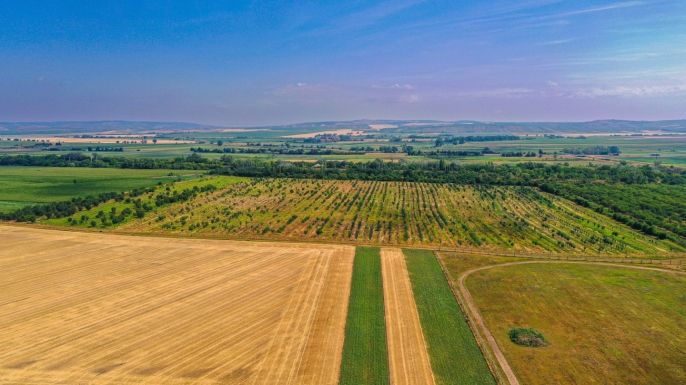 Prodej, Ovocný sad, Rakvice