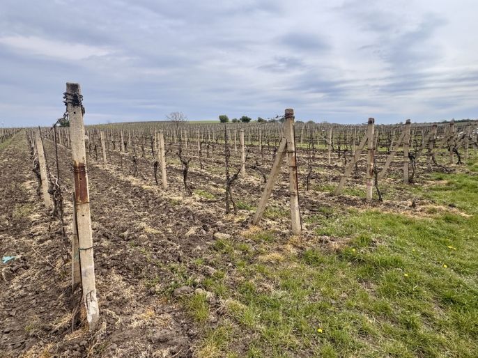 Prodej, Vinice, Velké Bílovice