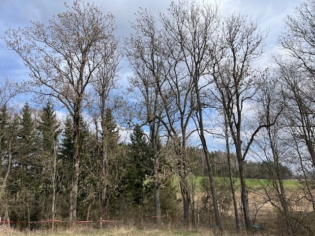 Prodej, Les, Košťálov