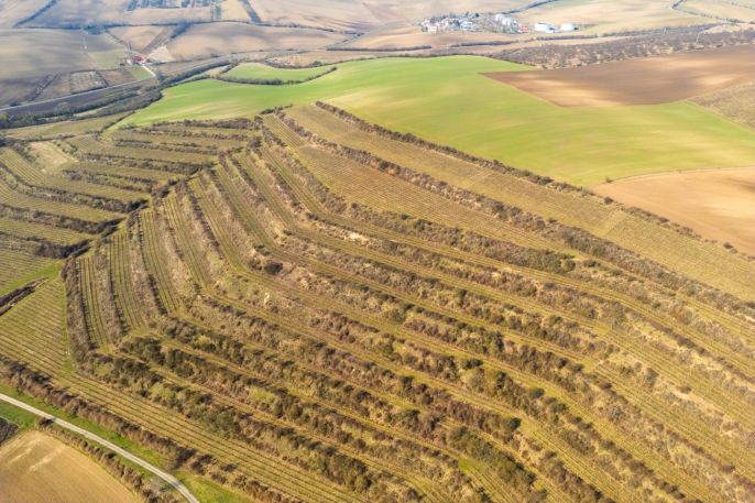 Prodej, Vinice, Morkůvky