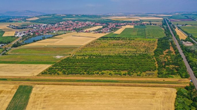 Prodej, Ovocný sad, Rakvice