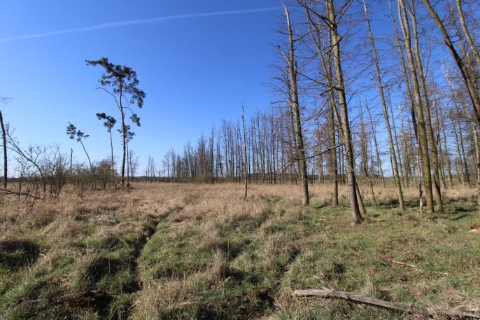 Prodej, Les, Veletov