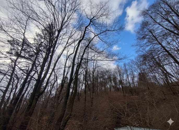 Prodej, Les, Nový Jičín