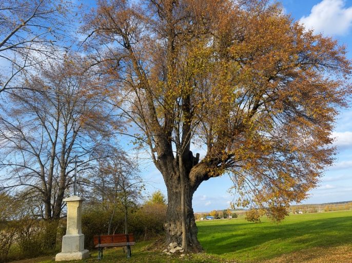 Prodej, Zahrada, Kořenice